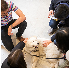 Amadeus is the centre of attention on Doggie Day, a semi-annual event at the Faculty of Law that helps students unwind before exams (photo by Geoffrey Vendeville taken prior to the COVID-19 pandemic)