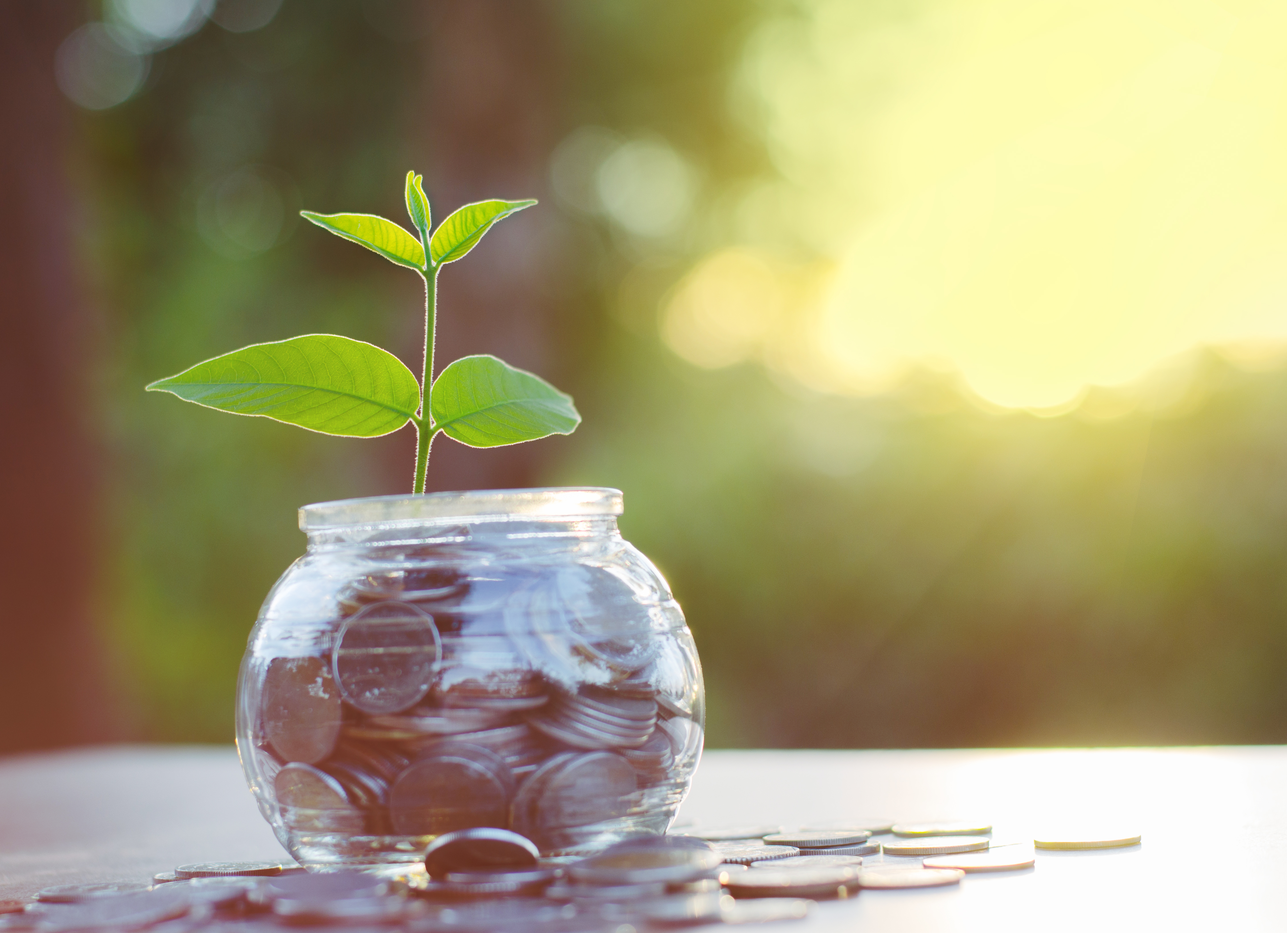 Sprout growing on glass piggy bank with sunset light in saving money concept Royalty-free stock photo ID: 237930475 by Singkham